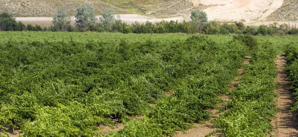 Complejo Enoturistico Finca La Estacada Таранкон Экстерьер фото